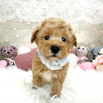 トイプードル(タイニー)【滋賀県・男の子・2024年4月9日・オレンジフォーン】の写真「おっとりマイペースな男の子🐶」
