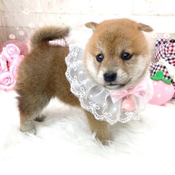 柴犬(標準サイズ)【滋賀県・女の子・2024年4月13日・赤】の写真「小ぶりで可愛い女の子💕」
