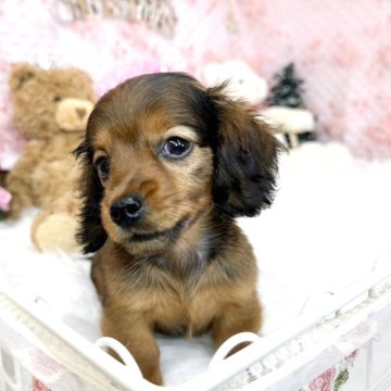 ミニチュアダックスフンド(ロング)【滋賀県・男の子・2024年8月11日・レッド】の写真「小さくて可愛らしい男の子✨」