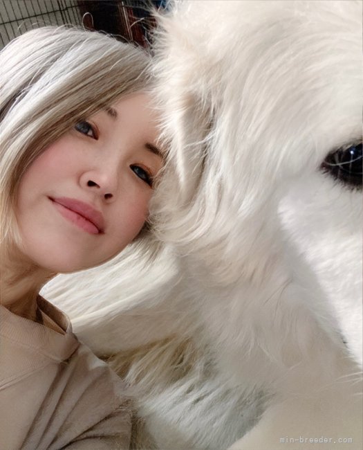 真宵ちゃんと(˶'ᵕ'˶)｜近藤　朋香(こんどう　ともか)ブリーダー(岡山県・グレートピレニーズなど・JKC登録)の紹介写真8