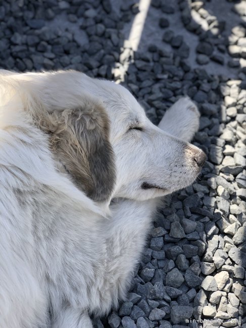 近藤朋香ブリーダーのブログ：仔犬たちのお父さんとお母さんのこと