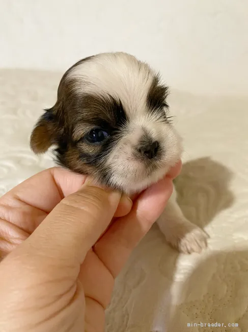 ID：2010-03021の子犬