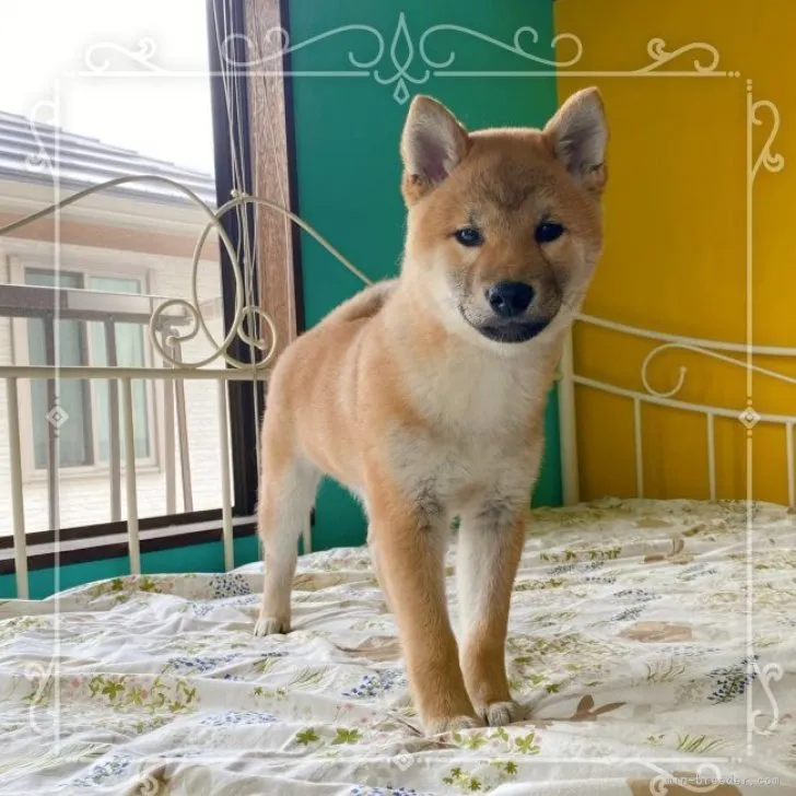 T 様のお迎えした子犬
