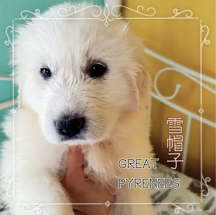 ID：2403-01687の子犬