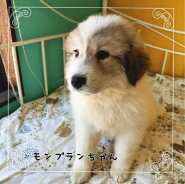 グレートピレニーズ【岡山県・女の子・2024年1月21日・ホワイト&バッジャーマーキング】の写真「おしゃべり大好き❣️」