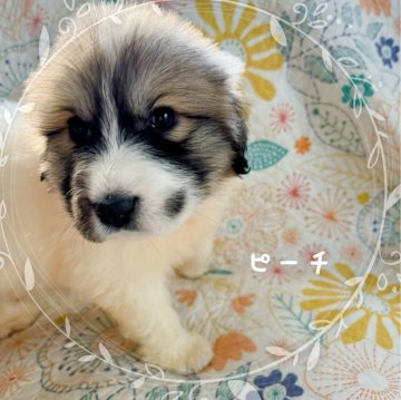 グレートピレニーズ【岡山県・女の子・2024年1月21日・ホワイト&バッジャーマーキング】の写真「もっさもさ❣️」