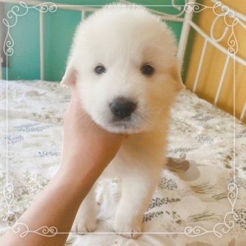 グレートピレニーズ【岡山県・男の子・2023年4月16日・ホワイト】の写真「お利口なボクです😆」