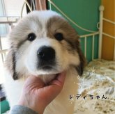 グレートピレニーズ