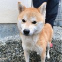 柴犬【・女の子・2018年10月15日・赤】