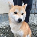 柴犬【・女の子・2018年10月15日・赤】