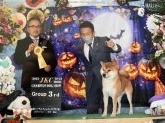 柴犬【・男の子・2019年11月26日・赤】