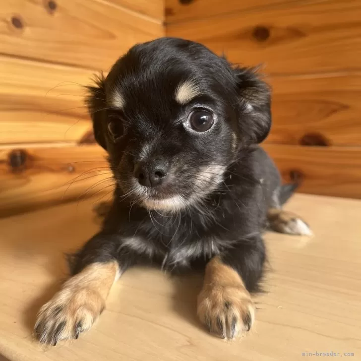 ID：2511-03014の子犬