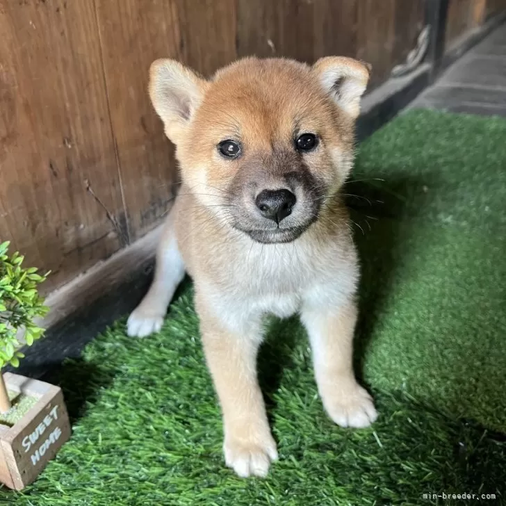 ID：2510-00830の子犬