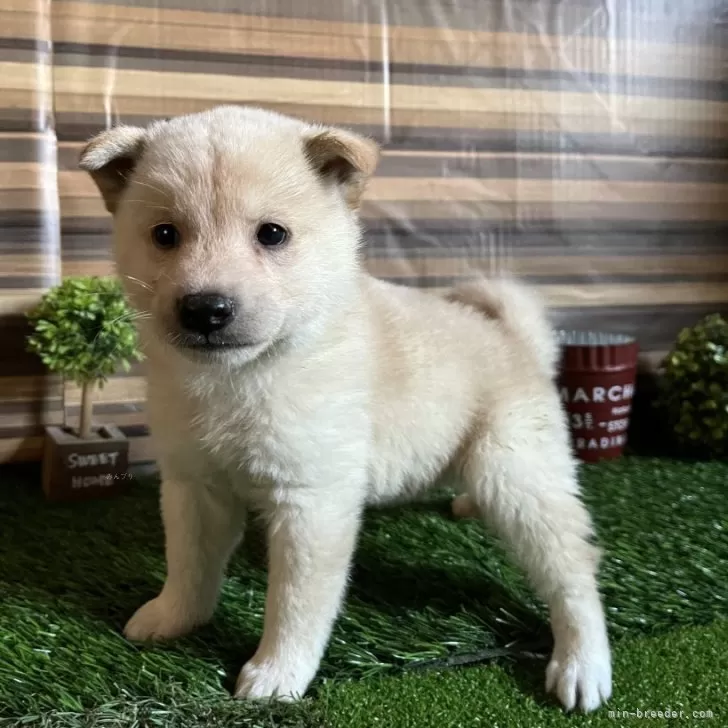 ID:2411-04243の子犬