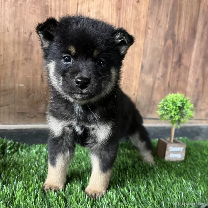 ID:2502-06212の子犬