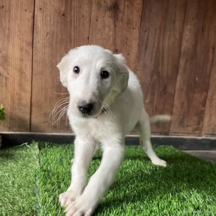 ID:2503-01507の子犬