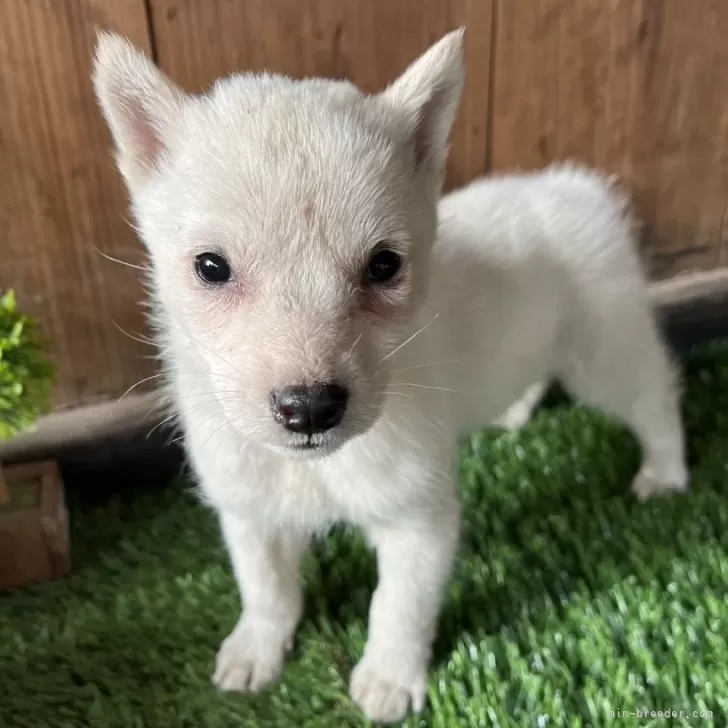 ID:2503-01126の子犬