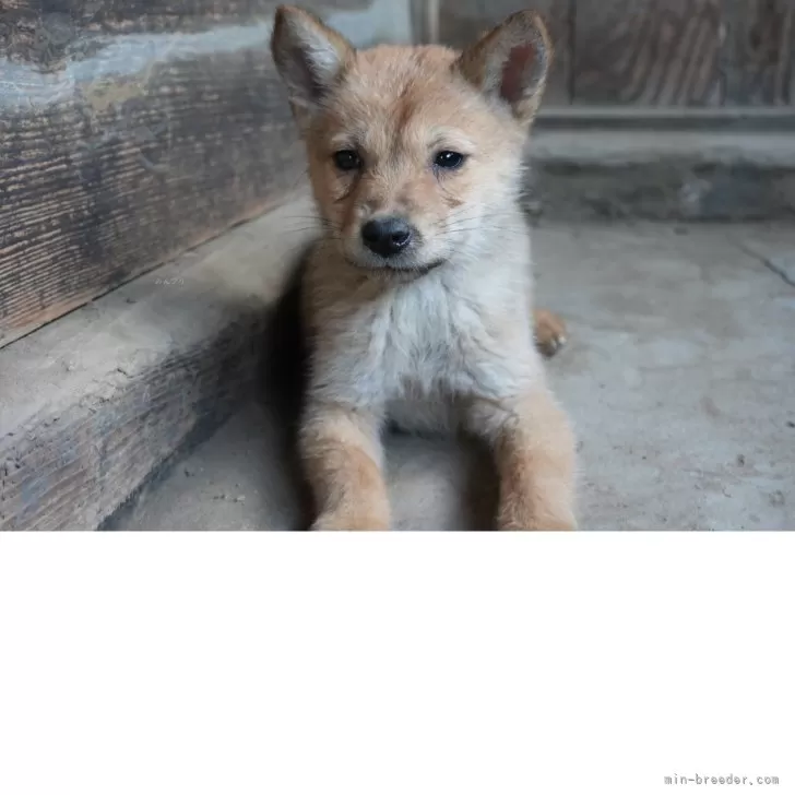 K.H 様のお迎えした子犬
