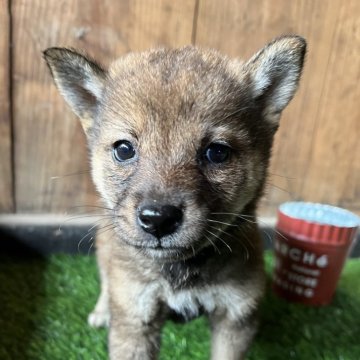 柴犬(標準サイズ)【岩手県・女の子・2025年3月19日・ゴマ】の写真「ワクチン接種後お渡し」