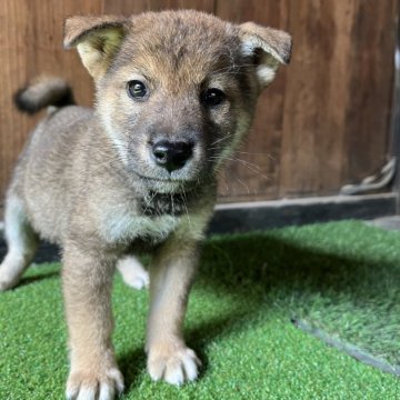 柴犬(標準サイズ)【岩手県・男の子・2025年8月9日・胡麻】の写真「諸費用込（マイクロチップ、ワクチン、虫下し）」