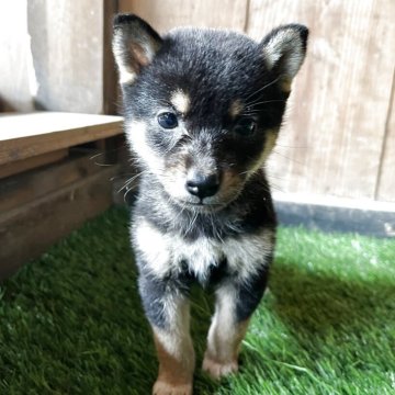 柴犬(標準サイズ)【岩手県・女の子・2025年3月19日・黒】の写真「ワクチン接種後お渡し」