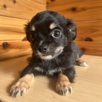 チワワ(ロング)【岩手県・男の子・2025年9月1日・ブラックタン&ホワイト】の写真「ワクチン接種費用、マイクロチップ装着費用込」