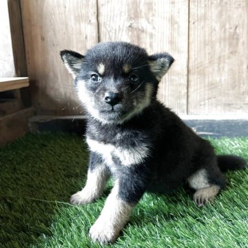 柴犬(標準サイズ)【岩手県・女の子・2025年3月18日・黒】の写真「ワクチン接種後お渡し」