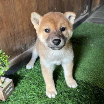 柴犬(標準サイズ)【岩手県・女の子・2025年8月9日・赤】の写真「諸費用込（ワクチン、マイクロチップ、虫下し）」
