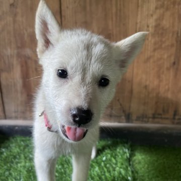 北海道犬【岩手県・女の子・2025年5月1日・白】の写真「ワクチン接種費用込、マイクロチップ装着費用込」