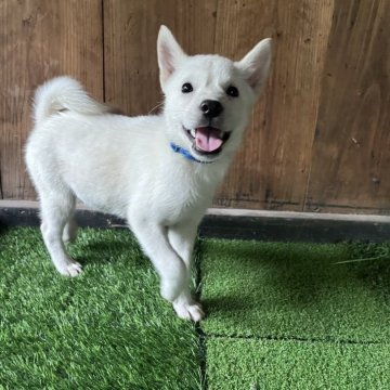 値下★北海道犬★親子★藤の丘 美夜之窯　干支置物　アイヌ犬 岩手県の北海道犬の子犬を探す｜ブリーダー直販の子犬販売