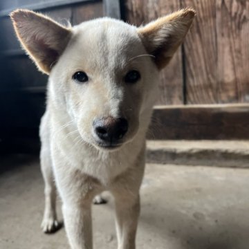 柴犬(標準サイズ)【岩手県・男の子・2025年4月30日・白】の写真「ワクチン接種費用マイクロチップ装着費用なし」