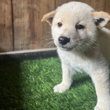 柴犬(標準サイズ)【岩手県・男の子・2025年4月30日・白】の写真「ワクチン接種費用マイクロチップ装着費用なし」