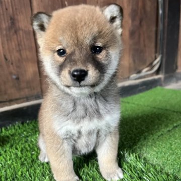 柴犬(標準サイズ)【岩手県・女の子・2024年11月24日・赤】の写真「ワクチン接種済」