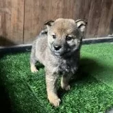 柴犬(標準サイズ)