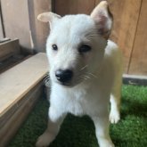 北海道犬