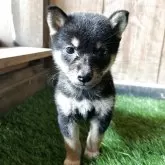 柴犬(標準サイズ)