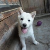北海道犬