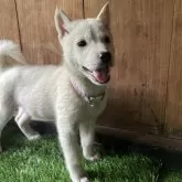 北海道犬