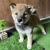 柴犬(標準サイズ)