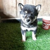 柴犬(標準サイズ)