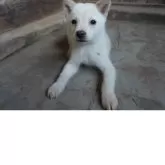 北海道犬