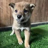 柴犬(標準サイズ)