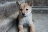 北海道犬