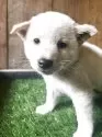 柴犬(標準サイズ)【岩手県・男の子・2025年4月30日・白】の写真3