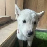 北海道犬【岩手県・女の子・2025年5月1日・白】の写真3