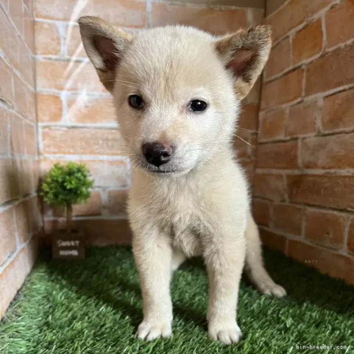 ID：2409-04960の子犬