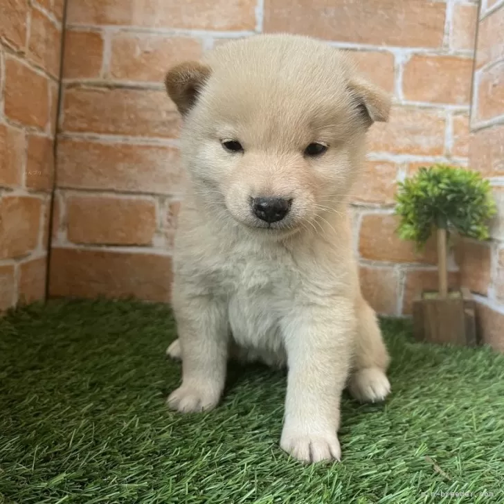 ID：2405-06178の子犬