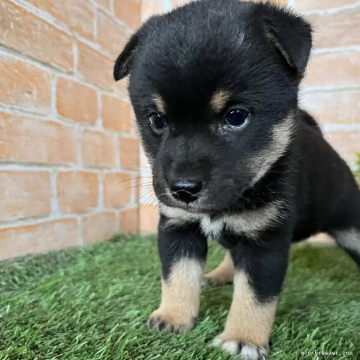 ID：2406-03895の子犬