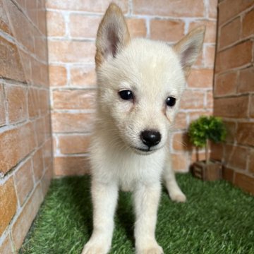 北海道犬【岩手県・男の子・2024年7月6日・白】の写真「ワクチン接種済」