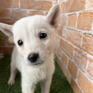 北海道犬【岩手県・男の子・2024年5月25日・白】の写真「ワクチン接種済」
